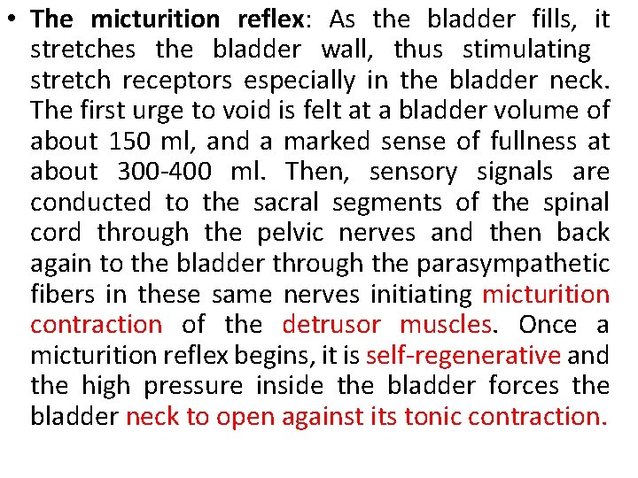  • The micturition reflex: As the bladder fills, it stretches the bladder wall,