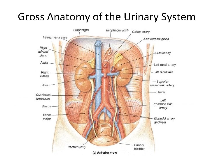 Gross Anatomy of the Urinary System 