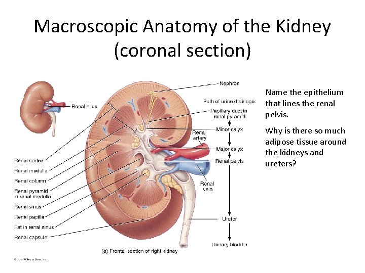 Macroscopic Anatomy of the Kidney (coronal section) Name the epithelium that lines the renal