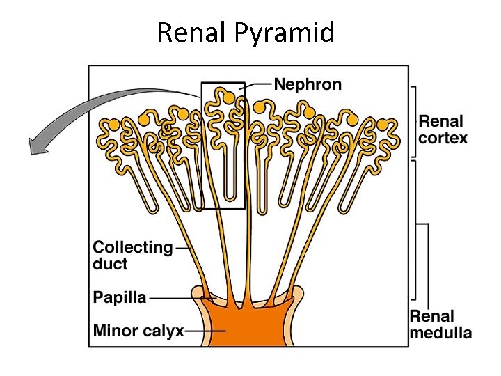 Renal Pyramid 