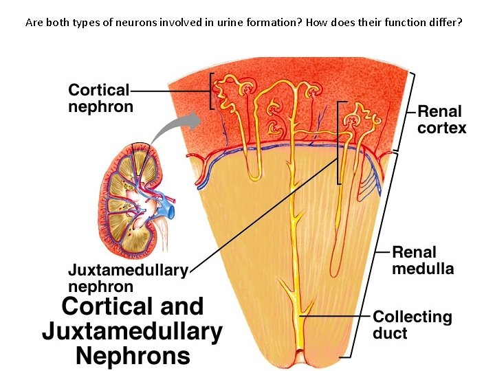Are both types of neurons involved in urine formation? How does their function differ?