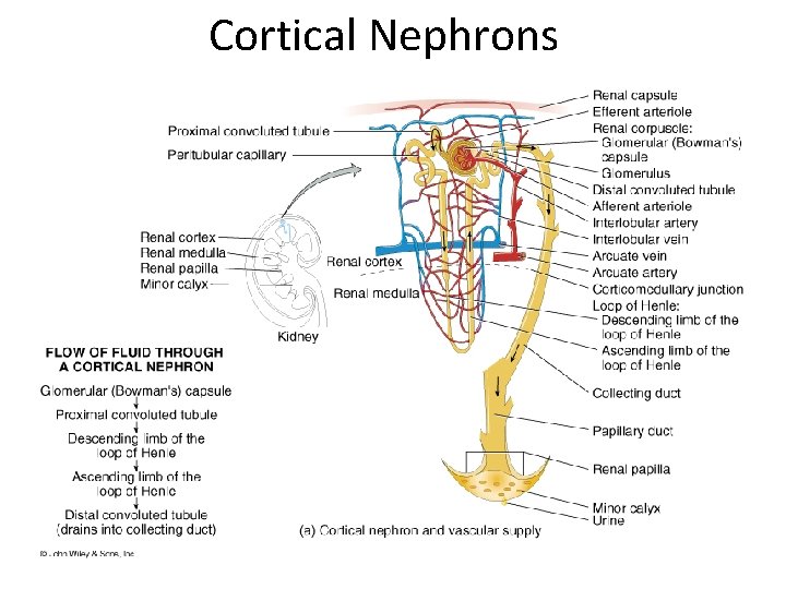 Cortical Nephrons 