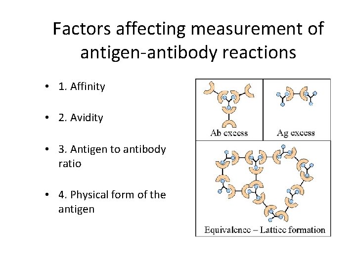 Factors affecting measurement of antigen-antibody reactions • 1. Affinity • 2. Avidity • 3.