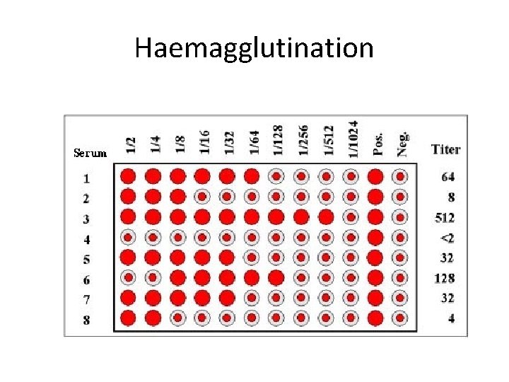 Haemagglutination 