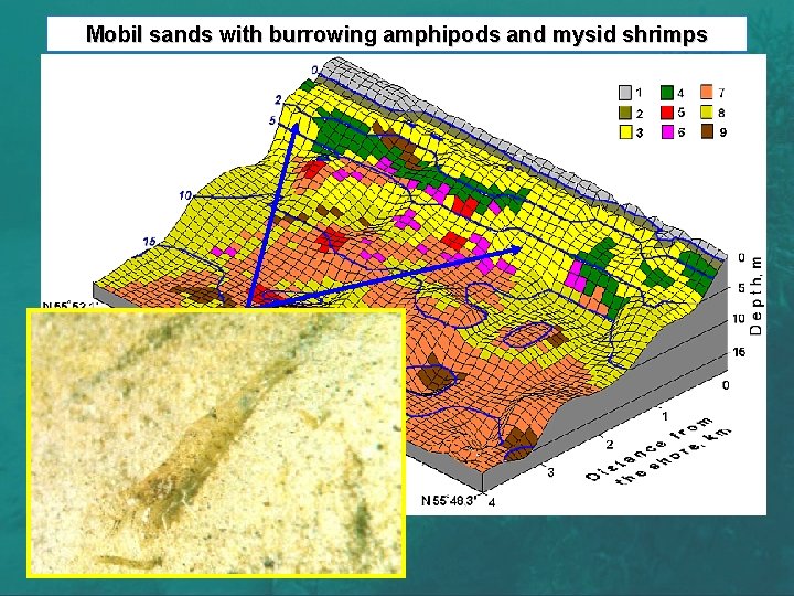 Mobil sands with burrowing amphipods and mysid shrimps 