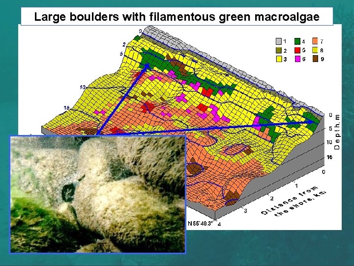 Large boulders with filamentous green macroalgae 