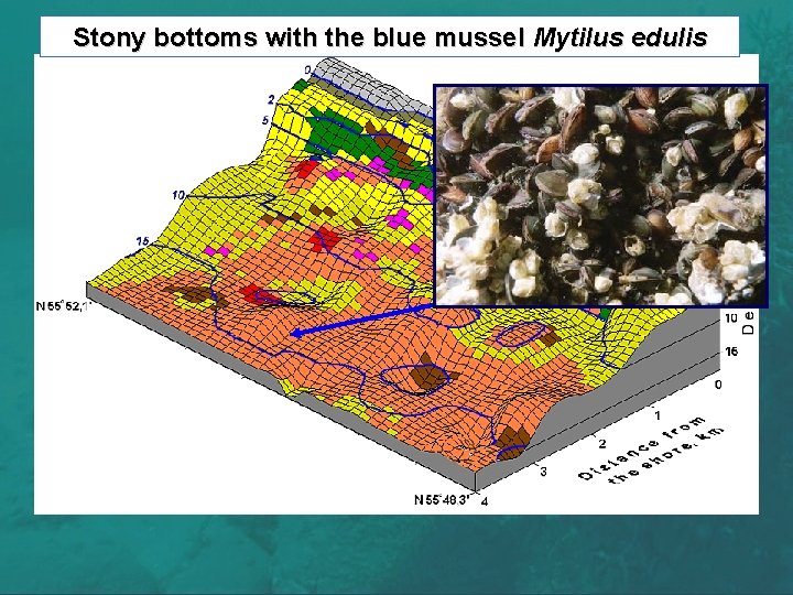 Stony bottoms with the blue mussel Mytilus edulis 