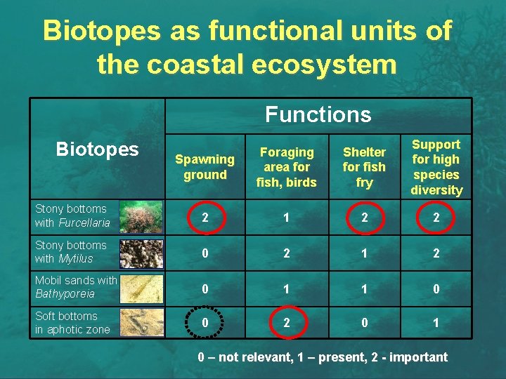 Biotopes as functional units of the coastal ecosystem Functions Spawning ground Foraging area for
