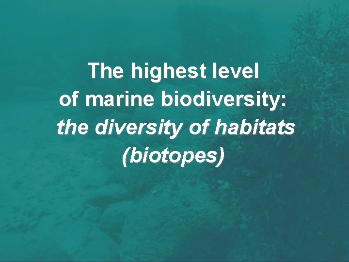 The highest level of marine biodiversity: the diversity of habitats (biotopes) 