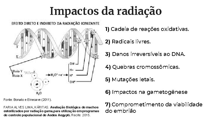 Impactos da radiação 1) Cadeia de reações oxidativas. 2) Radicais livres. 3) Danos irreversíveis