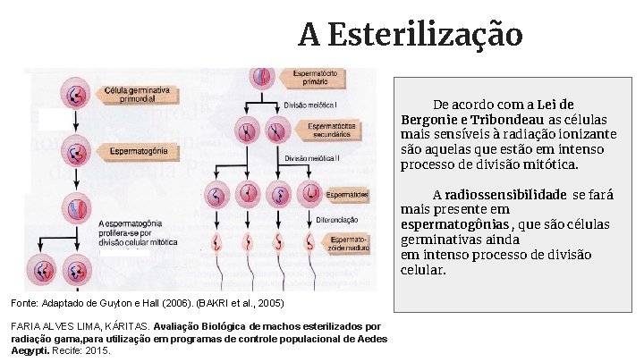 A Esterilização De acordo com a Lei de Bergonie e Tribondeau as células mais