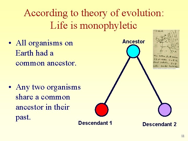 According to theory of evolution: Life is monophyletic • All organisms on Earth had