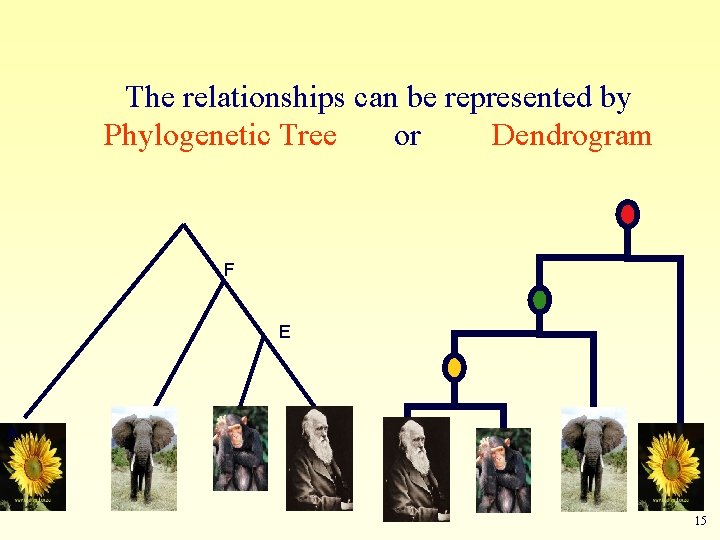 The relationships can be represented by Phylogenetic Tree or Dendrogram F E A B