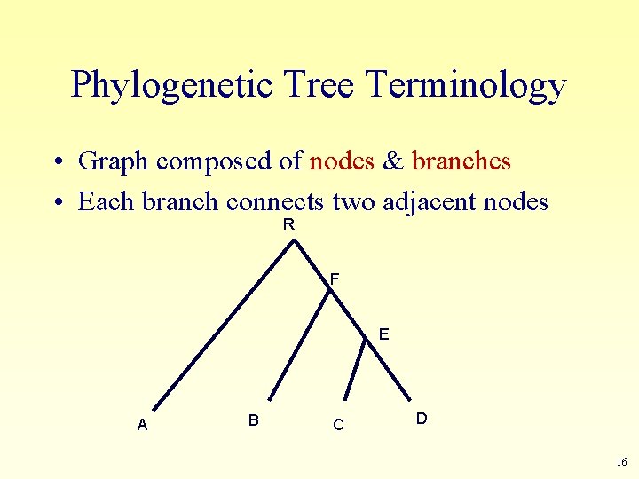 Phylogenetic Tree Terminology • Graph composed of nodes & branches • Each branch connects