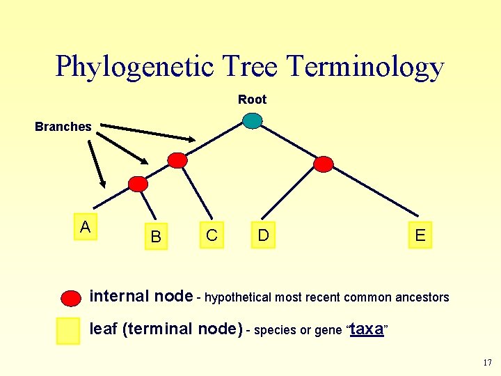 Phylogenetic Tree Terminology Root Branches A B C D E internal node - hypothetical