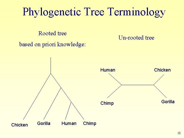 Phylogenetic Tree Terminology Rooted tree Un-rooted tree based on priori knowledge: Human Chimp Chicken