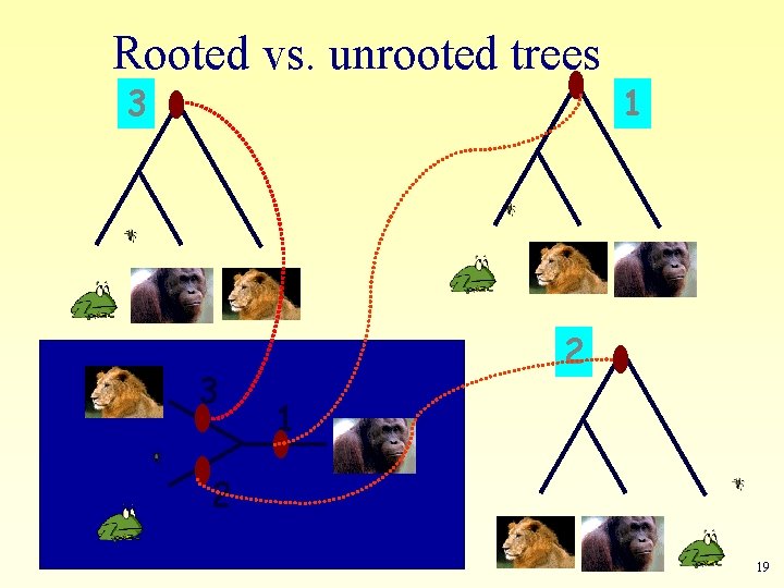 Rooted vs. unrooted trees 3 3 1 2 19 