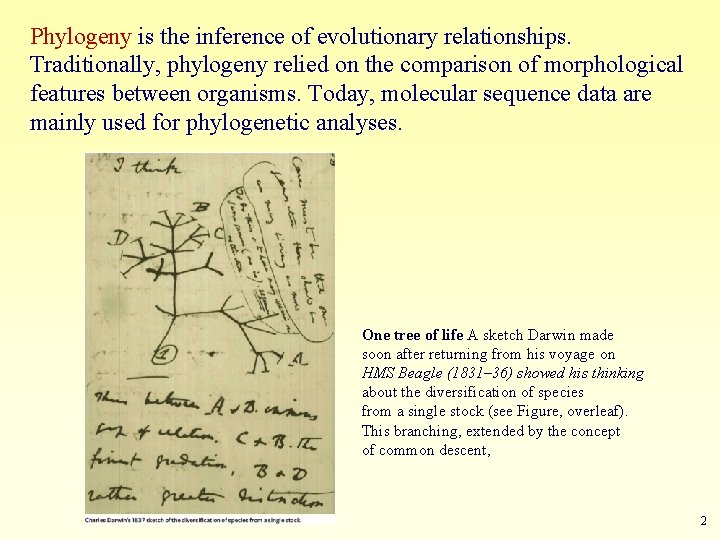 Phylogeny is the inference of evolutionary relationships. Traditionally, phylogeny relied on the comparison of
