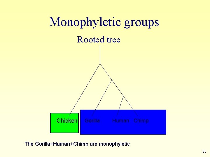 Monophyletic groups Rooted tree Chicken Gorilla Human Chimp The Gorilla+Human+Chimp are monophyletic 21 