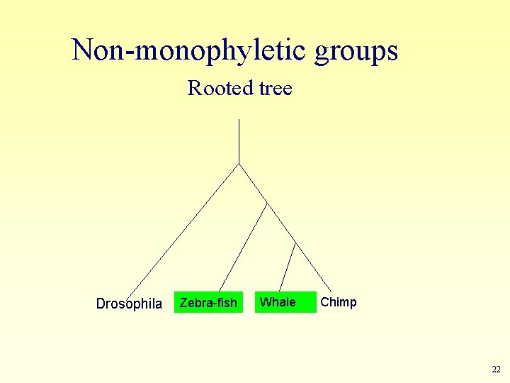 Non-monophyletic groups Rooted tree Drosophila Zebra-fish Whale Chimp 22 