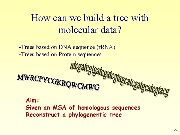 How can we build a tree with molecular data? -Trees based on DNA sequence