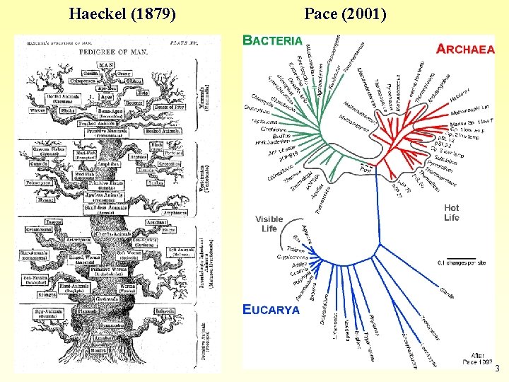 Haeckel (1879) Pace (2001) 3 