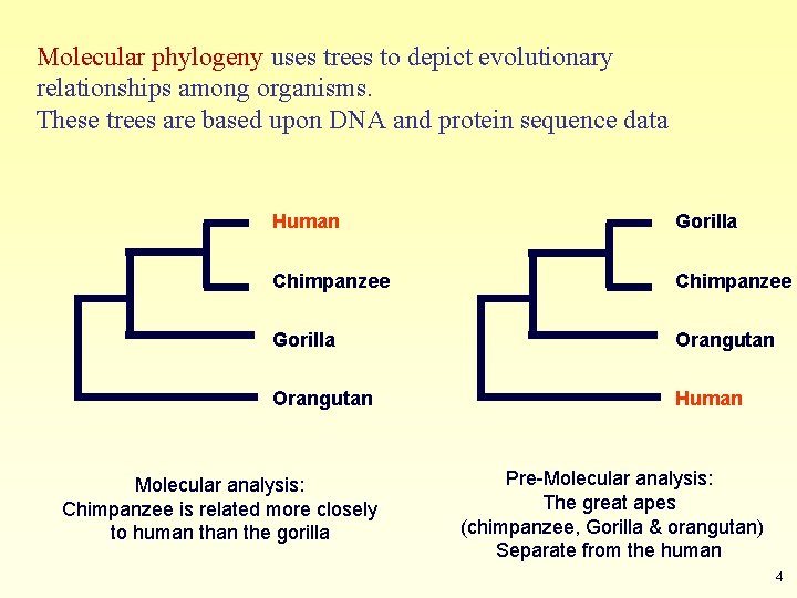 Molecular phylogeny uses trees to depict evolutionary relationships among organisms. These trees are based