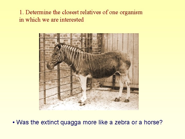 1. Determine the closest relatives of one organism in which we are interested •