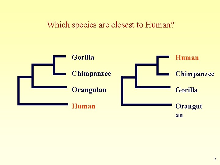 Which species are closest to Human? Gorilla Human Chimpanzee Orangutan Gorilla Human Orangut an