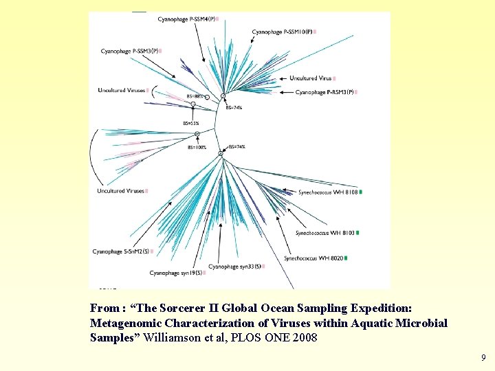 From : “The Sorcerer II Global Ocean Sampling Expedition: Metagenomic Characterization of Viruses within