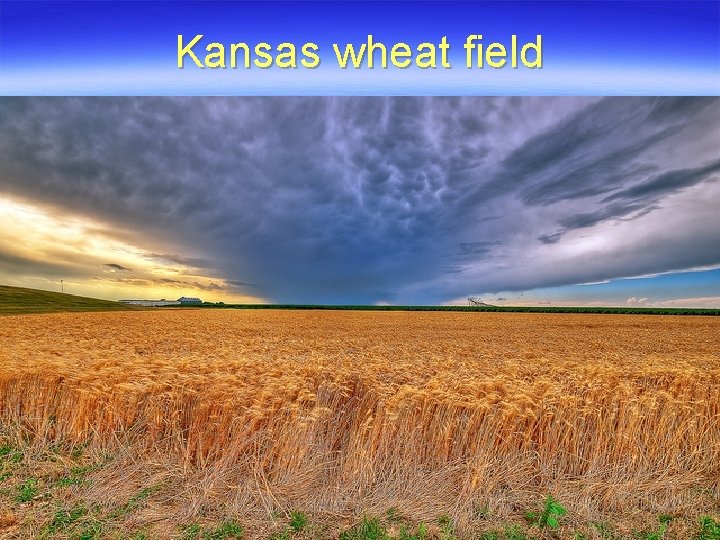 Kansas wheat field 