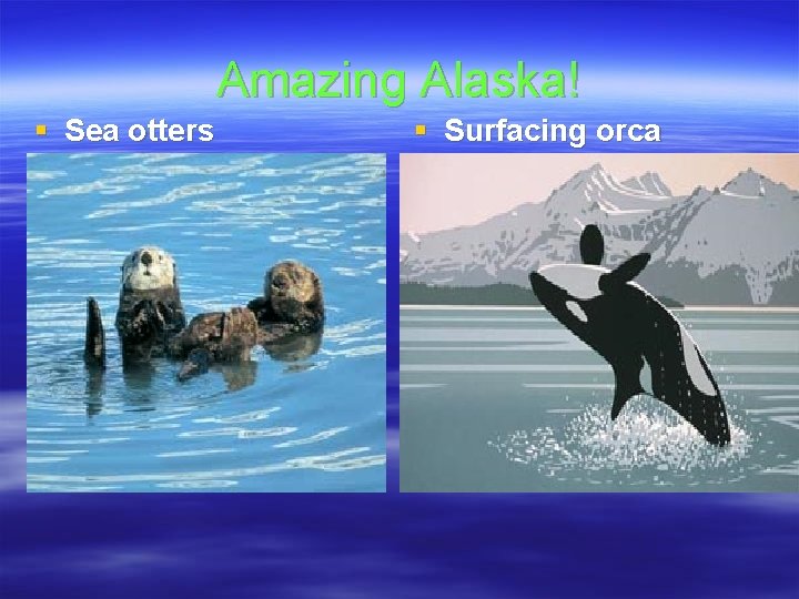 Amazing Alaska! § Sea otters § Surfacing orca 