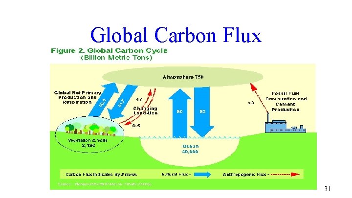 Global Carbon Flux 31 