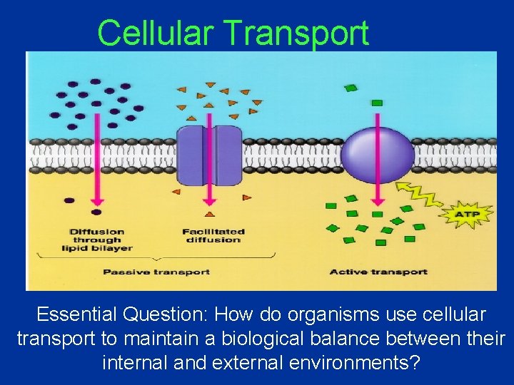 Cellular Transport Essential Question: How do organisms use cellular transport to maintain a biological