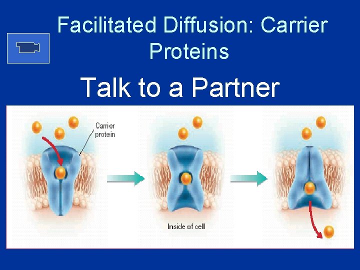 Facilitated Diffusion: Carrier Proteins Talk to a Partner 