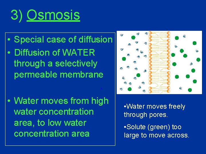 3) Osmosis • Special case of diffusion • Diffusion of WATER through a selectively