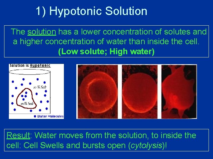 1) Hypotonic Solution The solution has a lower concentration of solutes and a higher