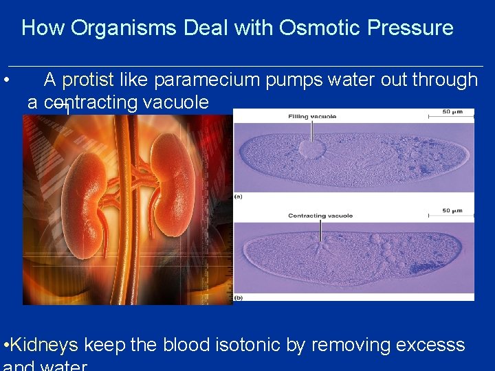 How Organisms Deal with Osmotic Pressure • A protist like paramecium pumps water out