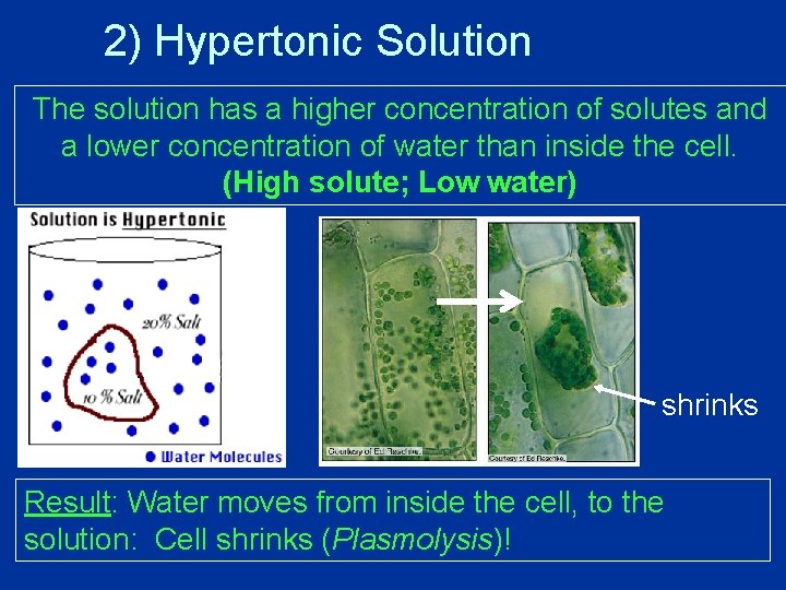 2) Hypertonic Solution The solution has a higher concentration of solutes and a lower