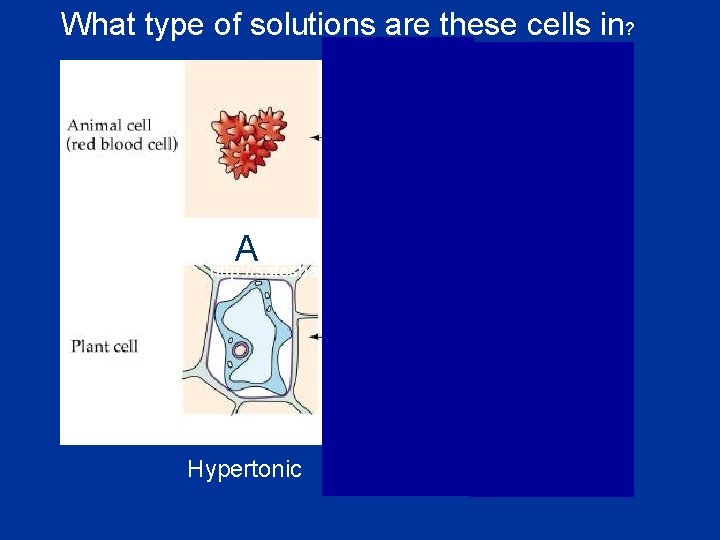 What type of solutions are these cells in? B C A http: //safeshare. tv/x/JShw.