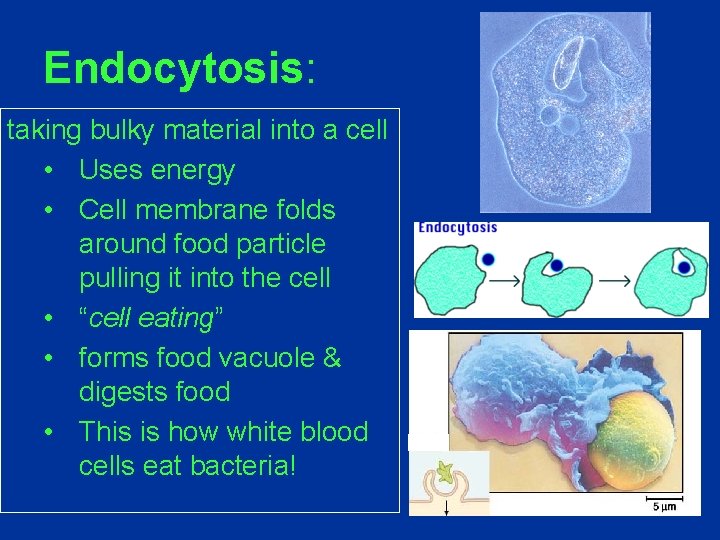 Endocytosis: taking bulky material into a cell • Uses energy • Cell membrane folds