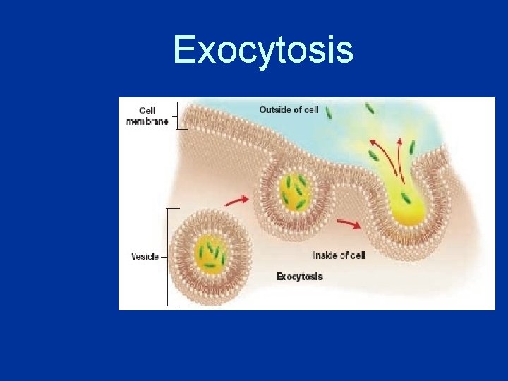 Exocytosis 