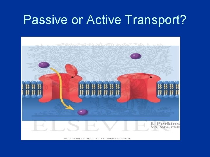 Passive or Active Transport? 