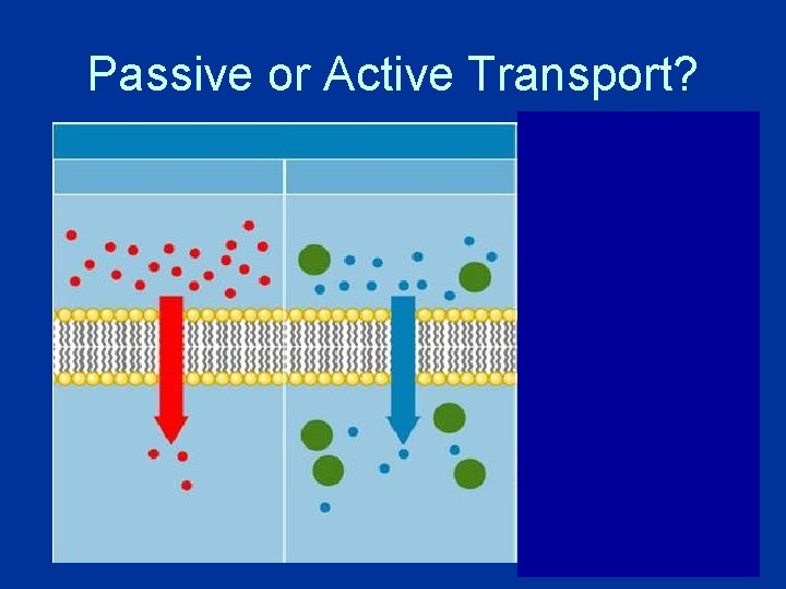 Passive or Active Transport? 