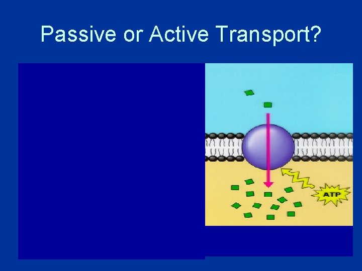 Passive or Active Transport? 