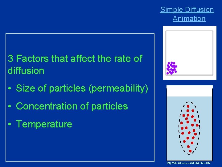 Simple Diffusion Animation 3 Factors that affect the rate of diffusion • Size of