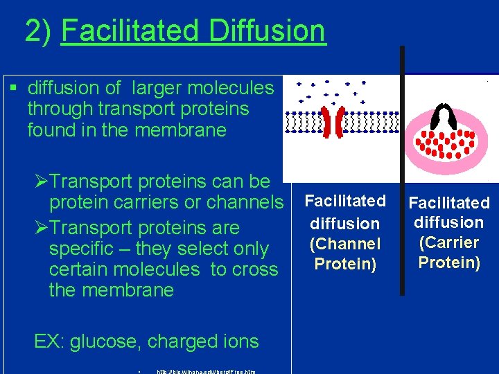 2) Facilitated Diffusion § diffusion of larger molecules through transport proteins found in the