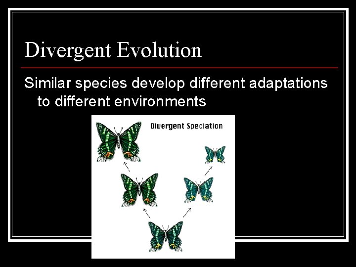 Divergent Evolution Similar species develop different adaptations to different environments 