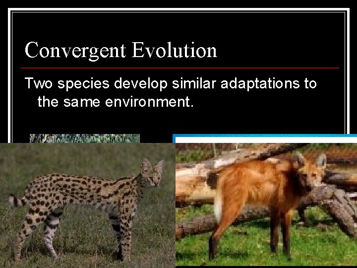 Convergent Evolution Two species develop similar adaptations to the same environment. 