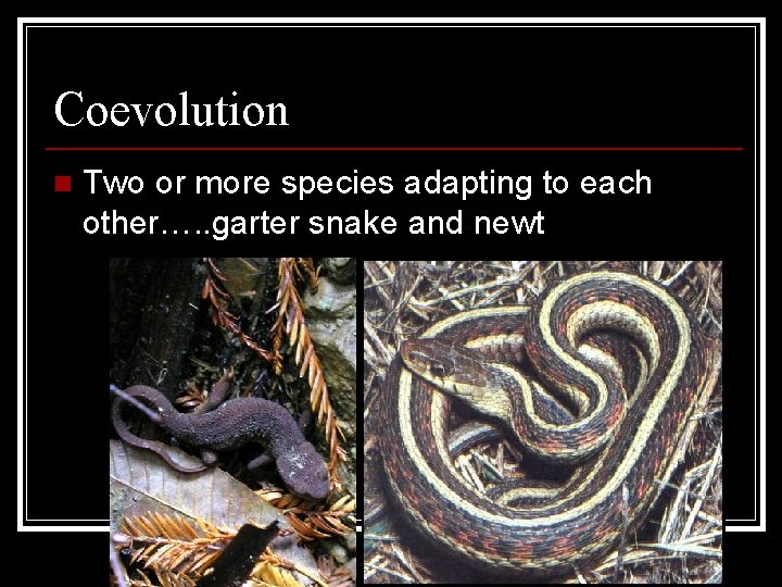 Coevolution n Two or more species adapting to each other…. . garter snake and